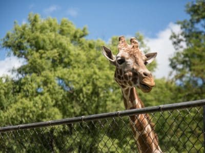 giraffe at fence