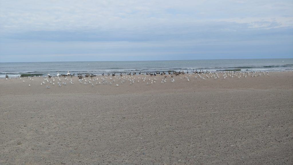 birds on beach of Fair Haven State Park