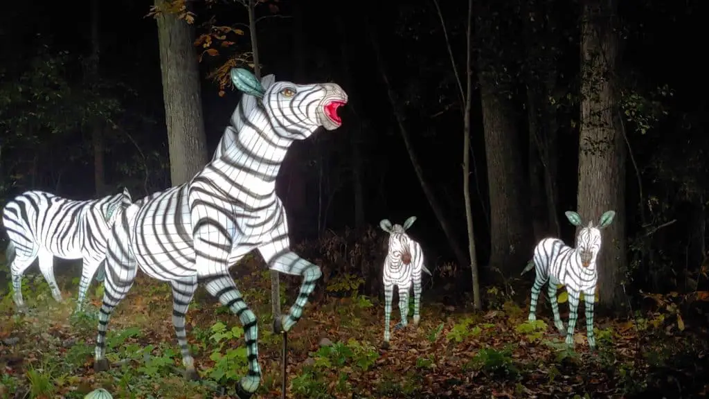 zebra light sculptures at Finger Lakes Festival of Lights