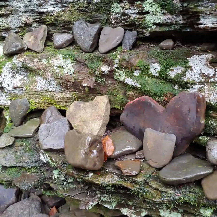 Visit to the Heart Wall at the Roy H. Park Preserve (South) in Dryden ...