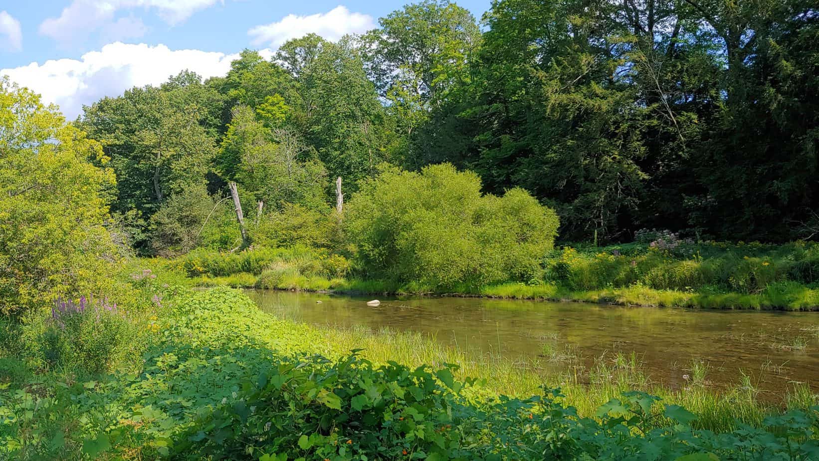 A Stroll through Campbell Meadow in Dryden, NY - Finger Lakes Family Fun