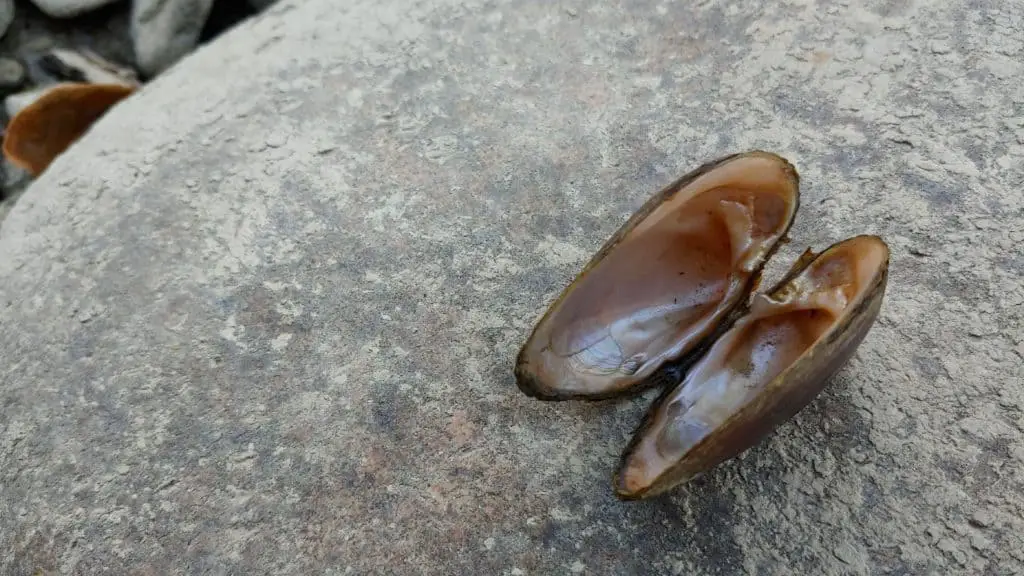shell on a rock