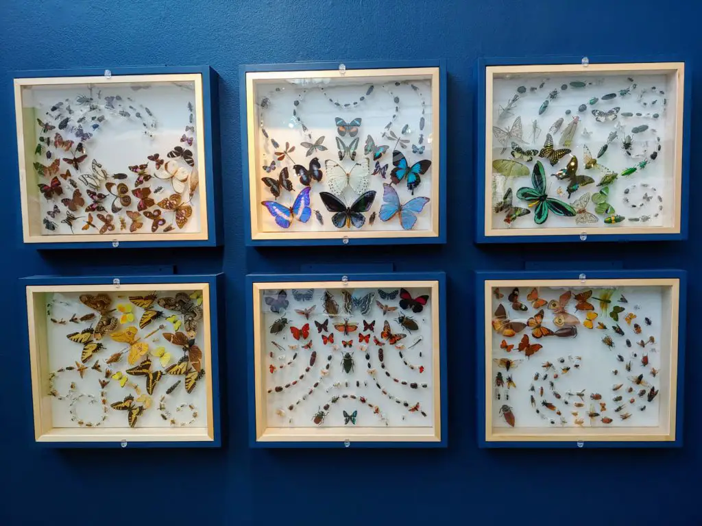 butterfly display Museum of the Earth Ithaca NY