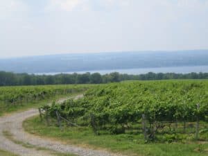 Finger Lakes vineyard Seneca Lake