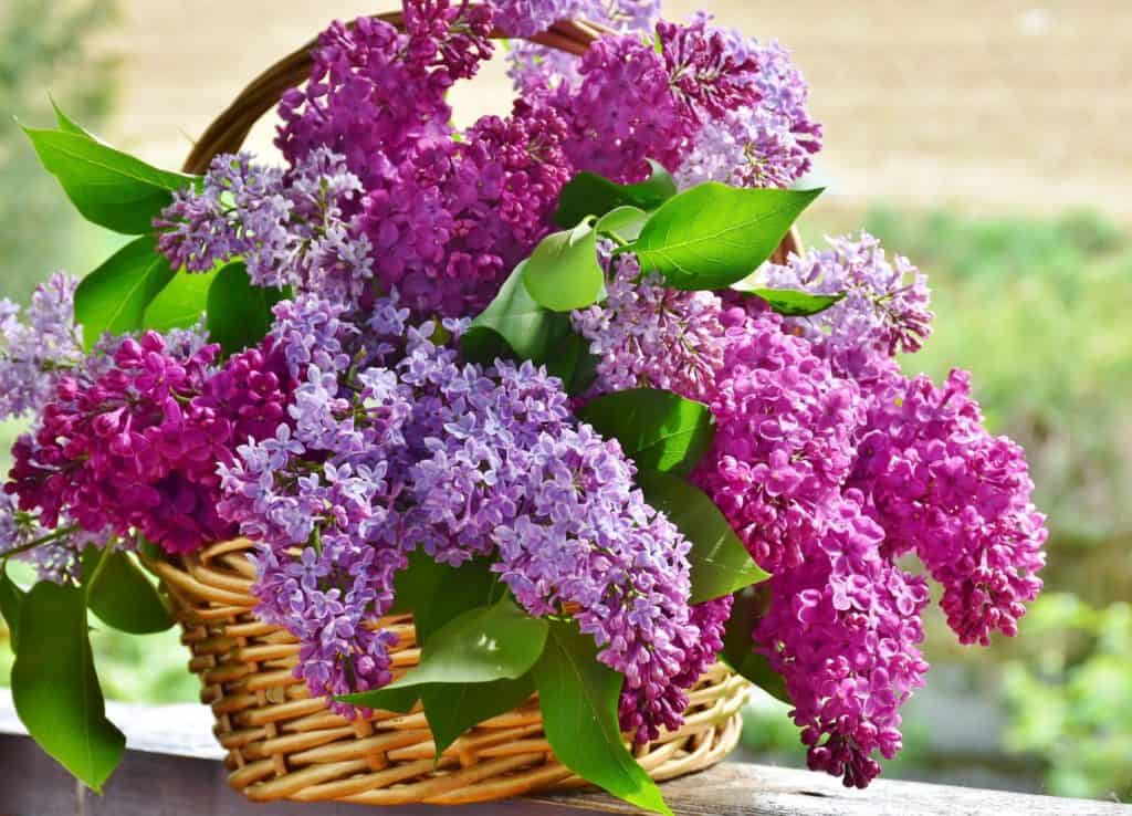 basket of lilacs