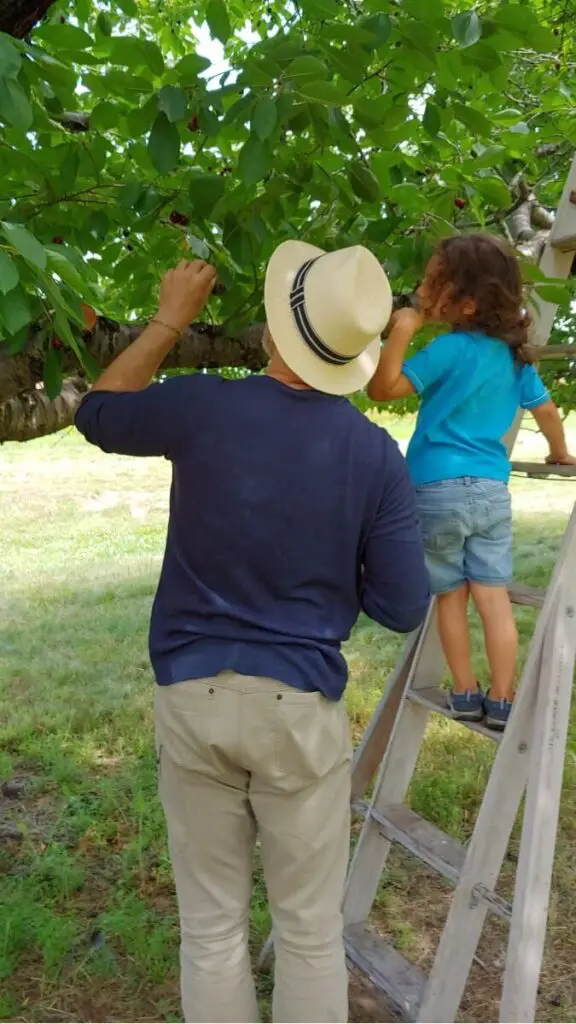man picking cherries with child on ladder