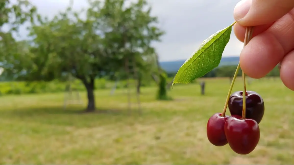 UPick Cherries Best Tips & Where to Find Them in the Finger Lakes