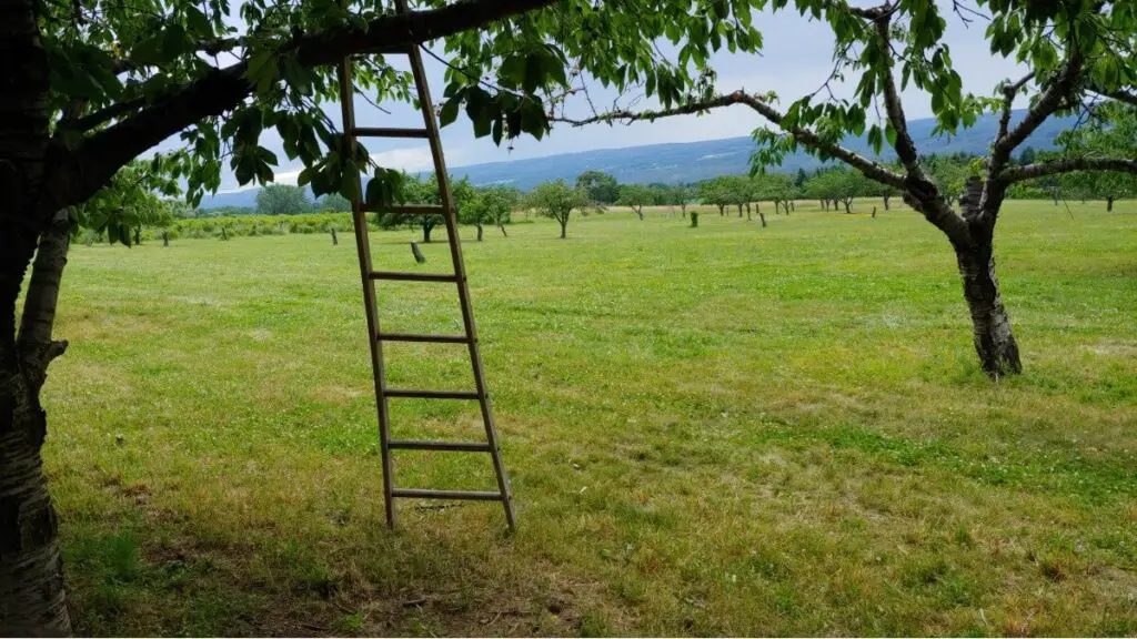ladder against tree in cherry orchard