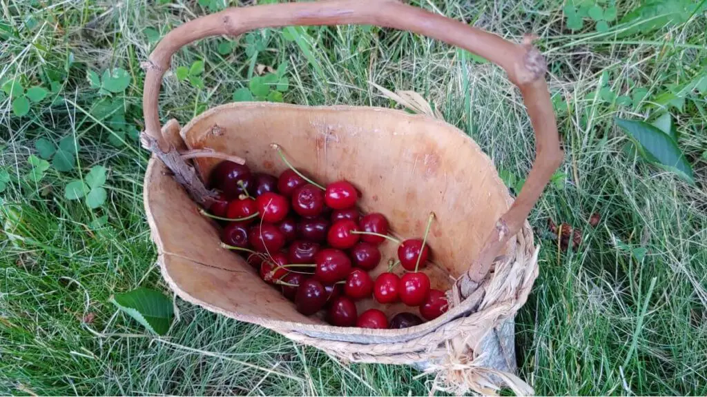 birch bark cherry basket