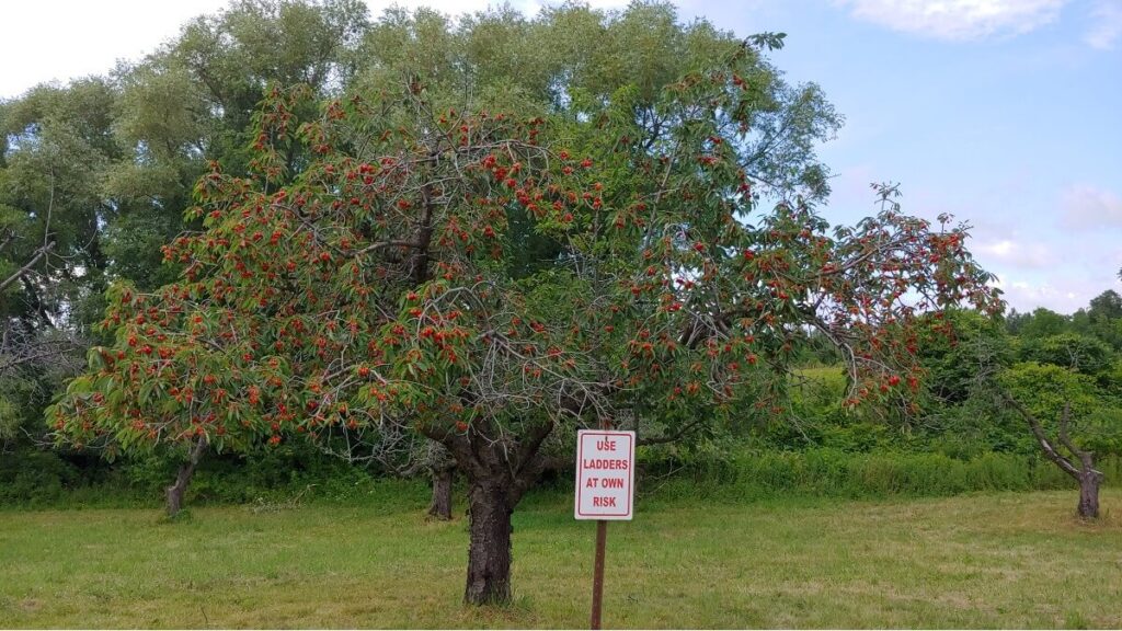 sour cherry tree with sign