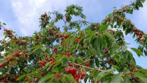 sour cherry tree