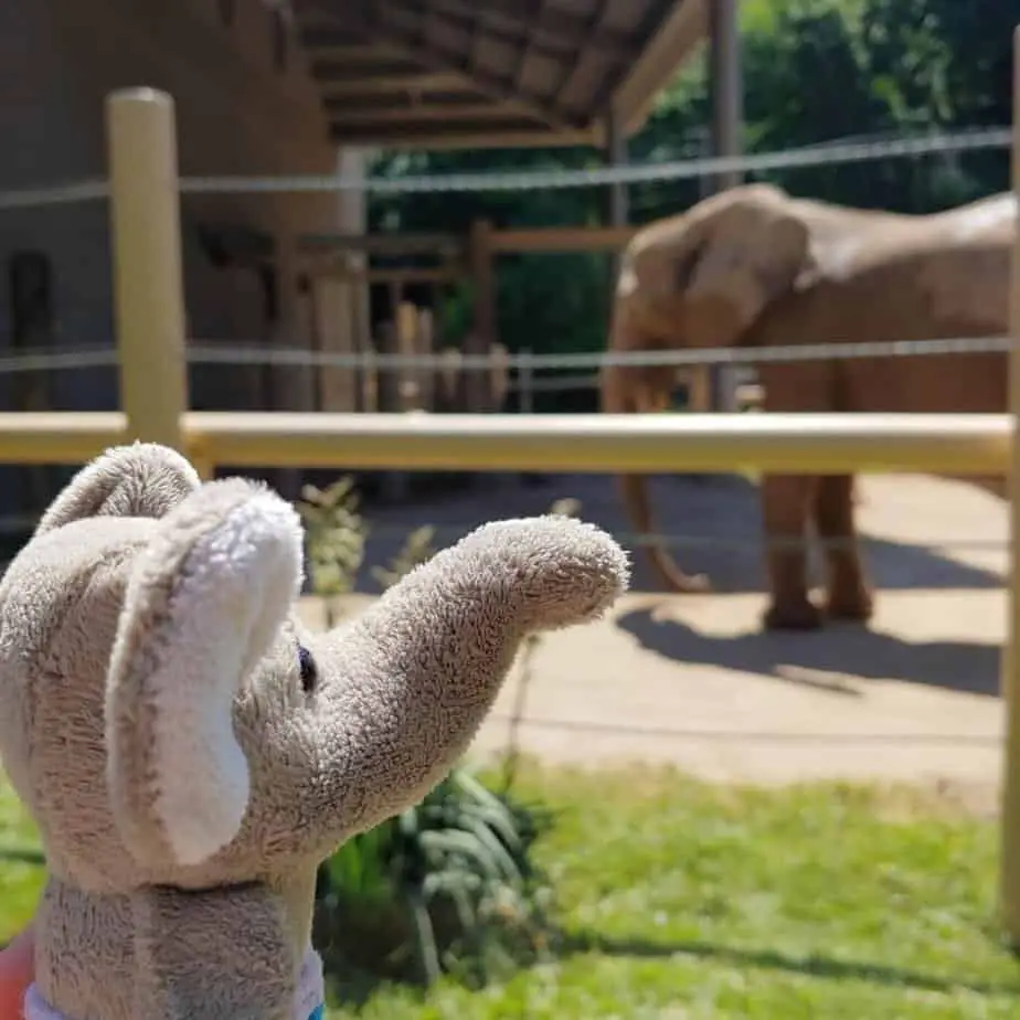 stuffed elephant in front of elephant enclosure Seneca Park Zoo