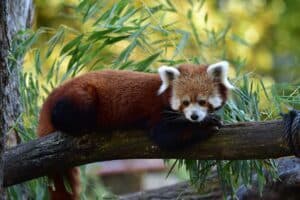 red panda at Seneca Park Zoo