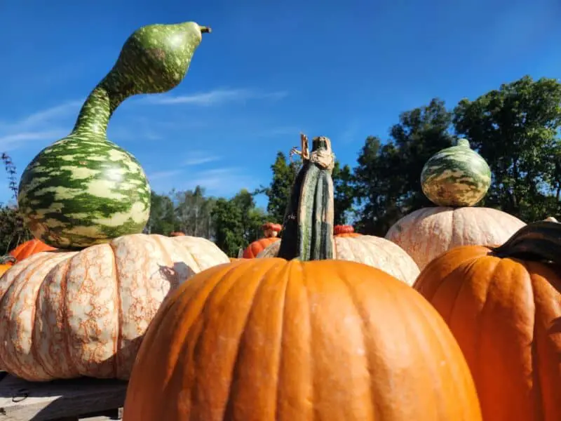 The Best Pumpkin Patches & Fall Fun in the Finger Lakes for 2023