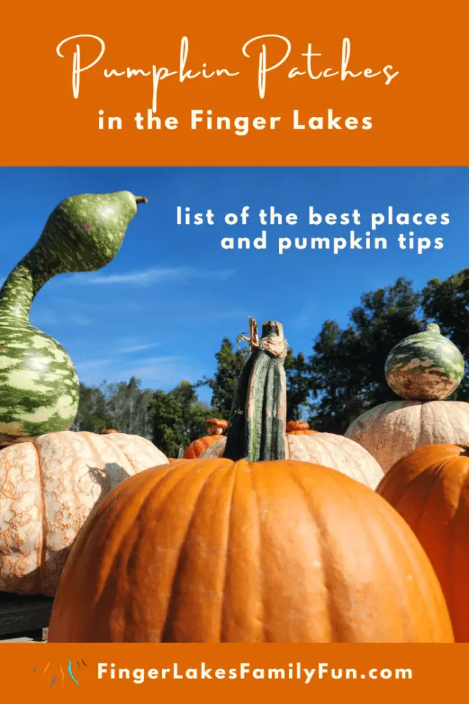 Finger Lakes pumpkin patches