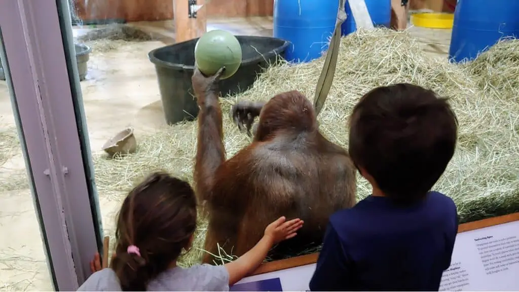 kids watching orangutan