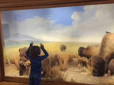 boy in front of bison display