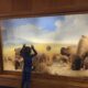 boy in front of bison display