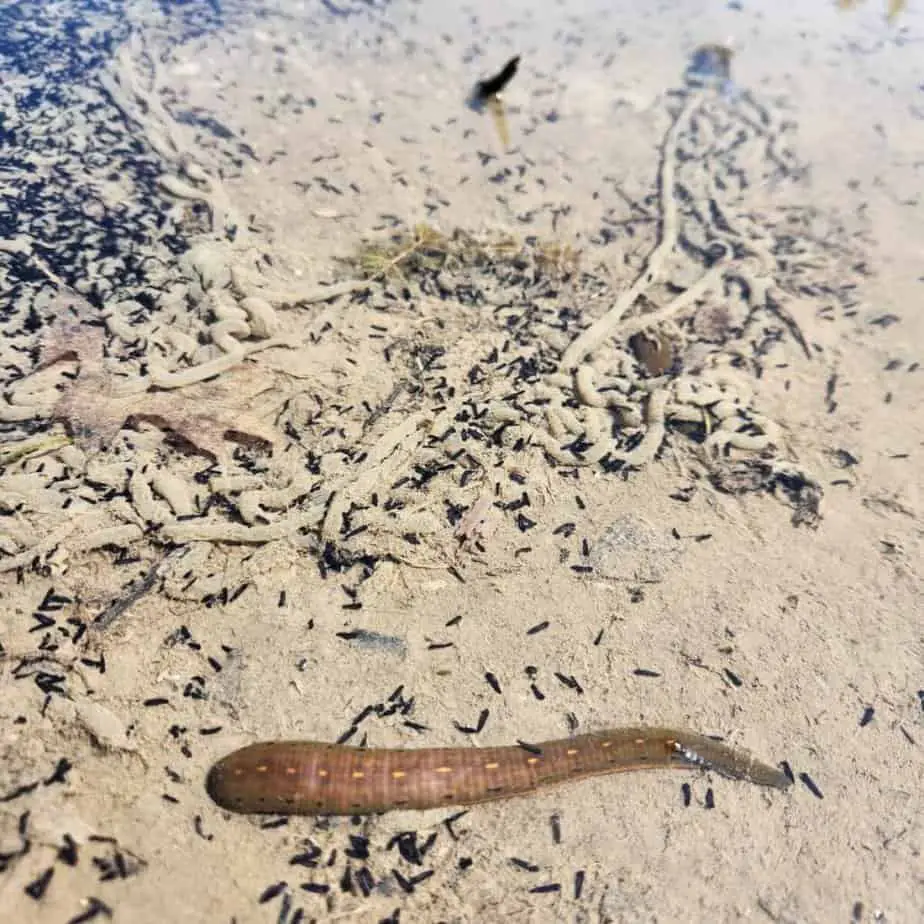 toad hatchlings and leech in water