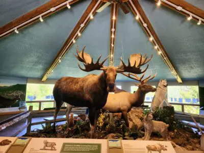 animal display in Cumming Nature Center