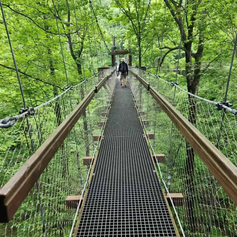 suspension walkway in forest